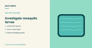 Investigate mosquito larvae. Identify the organism; Pool or cover water?; Remove breeding sources.