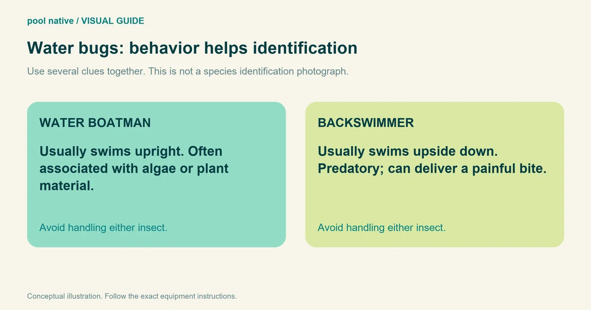 Water boatmen usually swim upright; backswimmers usually swim upside down and can bite. Behavior is one identification clue.