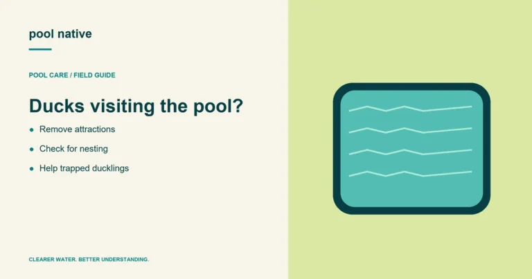 Ducks visiting the pool?. Remove attractions; Check for nesting; Help trapped ducklings.